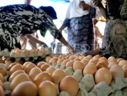 Harga Telur Meroket Tajam, Mentan Panggil Perusahaan Raksasa: Ada Apa Sebenarnya?
