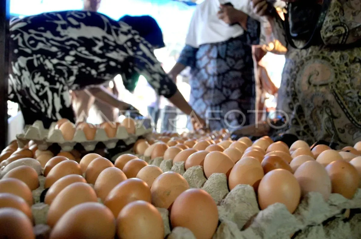 harga telur meroket tajam mentan panggil perusahaan raksasa ada apa sebenarnya portal berita terbaru