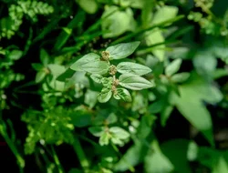 Jangan Anggap Remeh! Patikan Kebo: Rumput Liar Penuh Keajaiban untuk Kesehatan dan Kecantikanmu