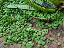 Jangan Remehkan! 9 Manfaat Petai Cina Ini Bikin Tubuhmu Sehat Optimal