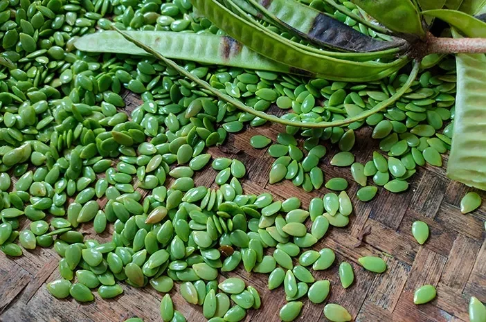 jangan remehkan 9 manfaat petai cina ini bikin tubuhmu sehat optimal portal berita terbaru