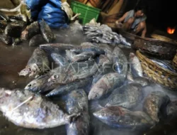 KKP Ungkap Rahasia Olahan Ikan Bergizi untuk Program Makan Gratis Anak Sekolah, Ini Jurus Jitunya!