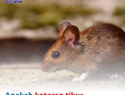 Kotoran Tikus di Rumah? Jangan Panik, Tapi Waspada! Ini Bahaya Mematikan & Cara Tepat Mengatasinya