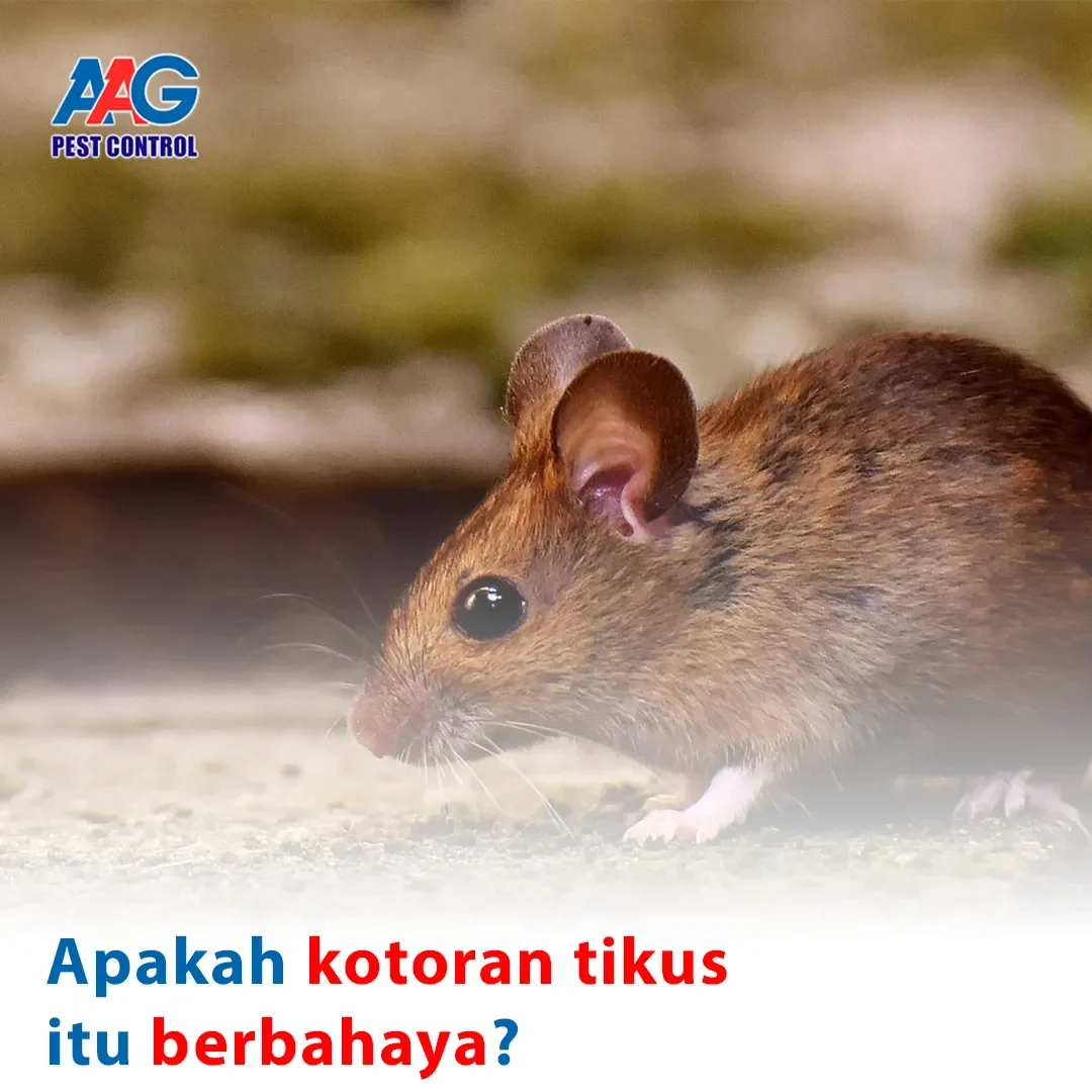 kotoran tikus di rumah jangan panik tapi waspada ini bahaya mematikan cara tepat mengatasinya portal berita terbaru