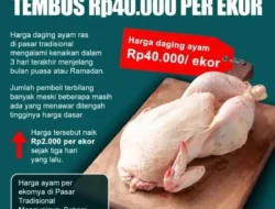 Medan Geger! Harga Ayam Potong Meroket Tembus Rp40 Ribu, Dompet Warga Terancam Menjerit?