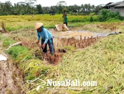 Pecah Rekor! Inggris Sukses Panen Padi untuk Pertama Kalinya, Inovasi Pangan Masa Depan?