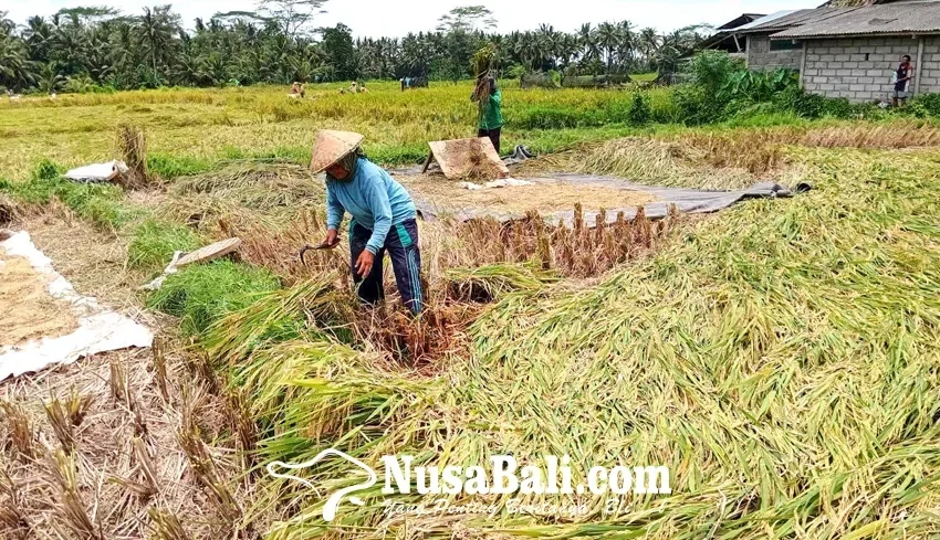 pecah rekor inggris sukses panen padi untuk pertama kalinya inovasi pangan masa depan portal berita terbaru