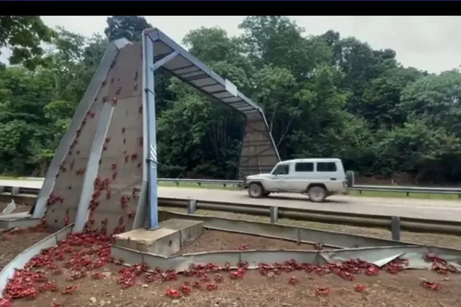 pulau ini berubah merah fenomena migrasi kepiting terbesar di dunia yang bikin melongo portal berita terbaru