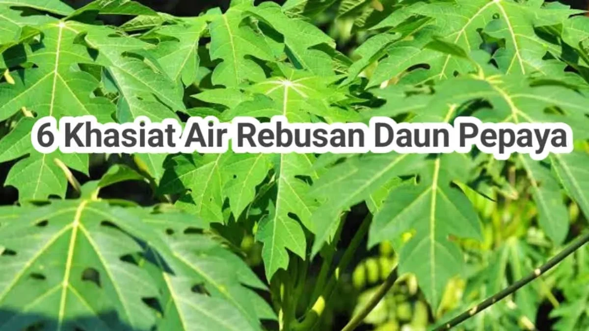 rahasia tersembunyi daun pepaya 6 manfaat tak terduga yang bikin kamu lebih sehat portal berita terbaru