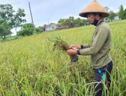 Terungkap! Jurus Jitu Prabowo Entaskan Petani Miskin: Bukan Cuma Tanah, Tapi Juga Ini!