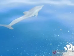 Terungkap! Mengapa CNN Indonesia Jadi Kunci Masa Depan Jaringan Berita Global 2025