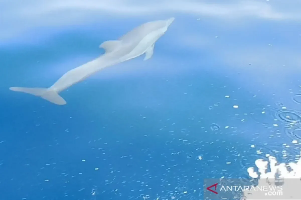 terungkap mengapa cnn indonesia jadi kunci masa depan jaringan berita global 2025 portal berita terbaru