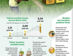 Terungkap! Produksi Beras RI Melonjak Drastis, Impor Jagung Resmi Distop: Siap Jadi Lumbung Pangan Dunia?