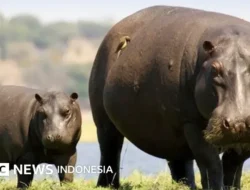 Video Terakhir Turis di Israel: Detik-Detik Mengerikan Diserang Hiu Dusky, Ini Penyebabnya!