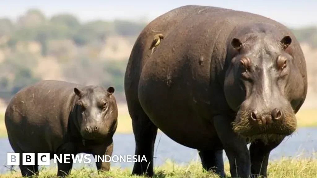 video terakhir turis di israel detik detik mengerikan diserang hiu dusky ini penyebabnya portal berita terbaru