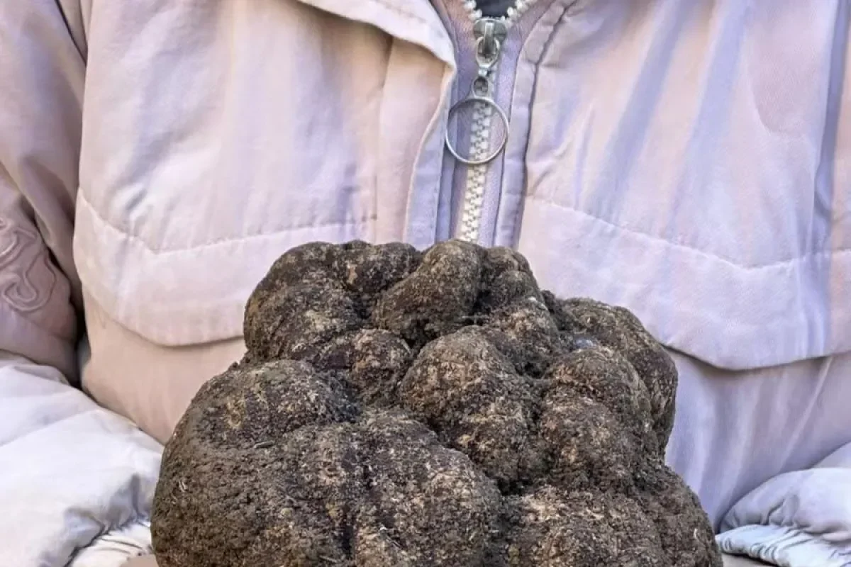 wow truffle putih alba ini laku rp88 miliar satukan dunia lewat kebaikan portal berita terbaru